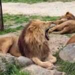 動物の英語集合名詞111選｜pride・murderなど様々な群れ表現まとめ