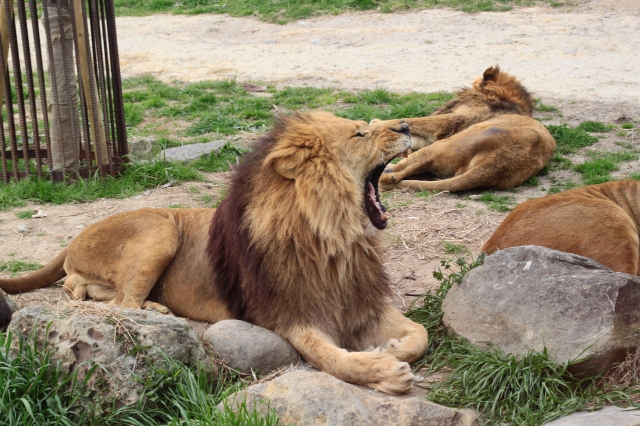 動物の英語集合名詞111選｜pride・murderなど様々な群れ表現まとめ