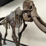絶滅した動物30選｜ドードーからマンモスまで絶滅の原因まとめ