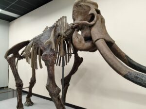 絶滅した動物30選｜ドードーからマンモスまで絶滅の原因まとめ