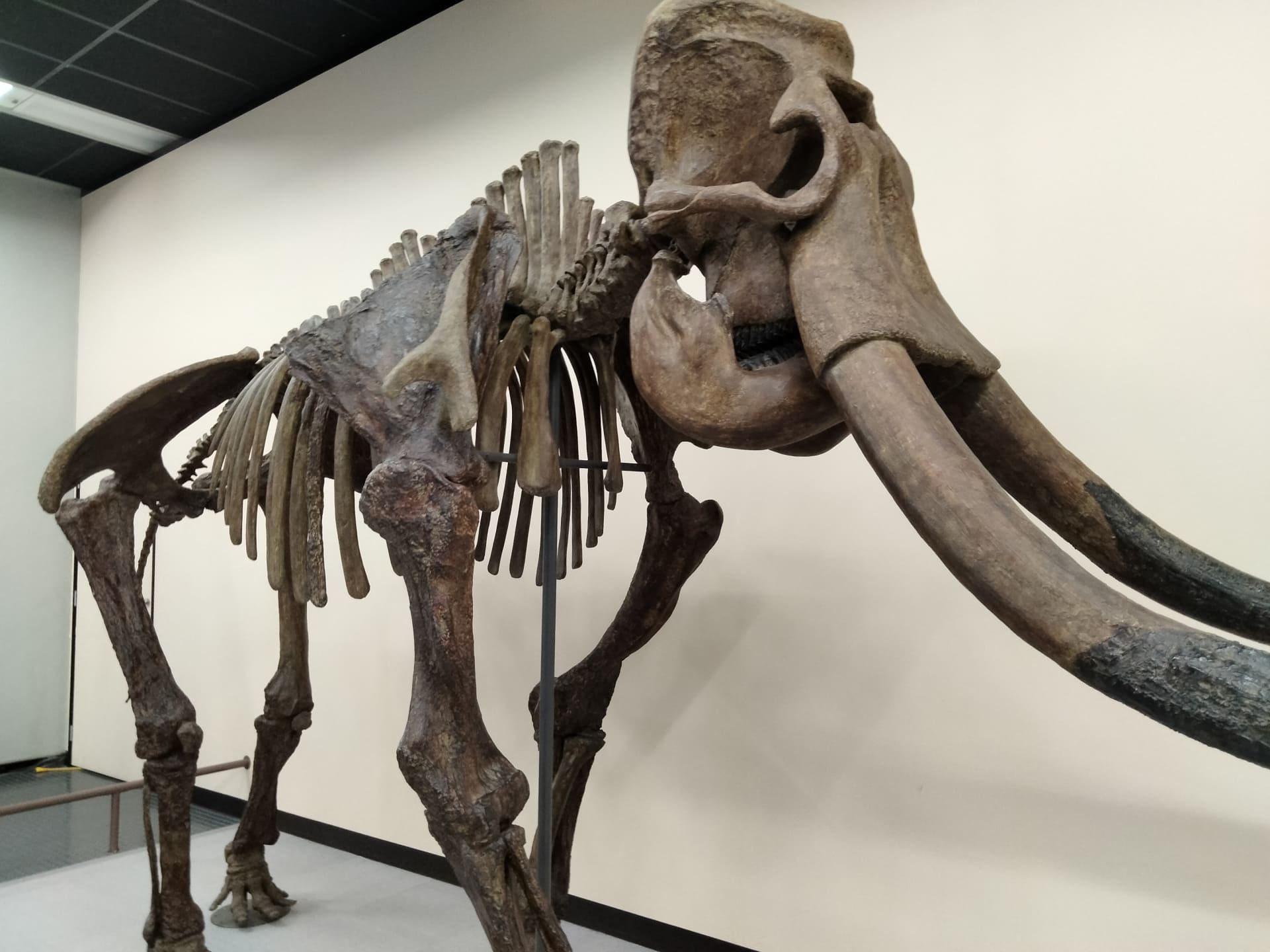 絶滅した動物30選｜ドードーからマンモスまで絶滅の原因まとめ