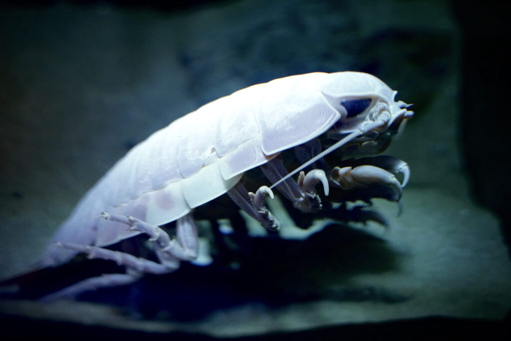 深海生物の一覧30選｜奇妙な見た目と生態・名前の由来まとめ