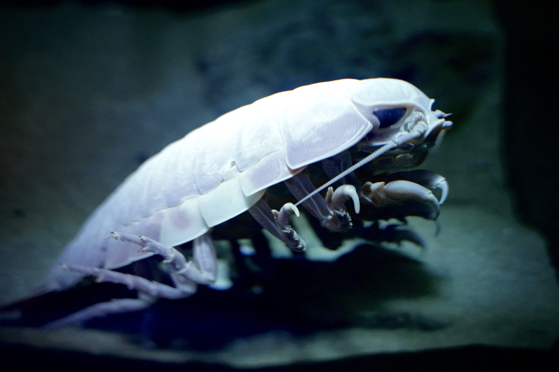 深海生物の一覧30選｜奇妙な見た目と生態・名前の由来まとめ