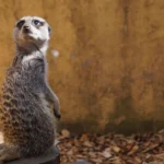 動物の意外な雑学まとめ20選｜知られざる生態と能力