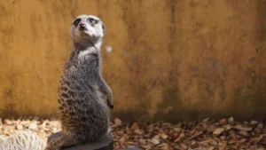 動物の意外な雑学まとめ20選|知られざる生態と能力