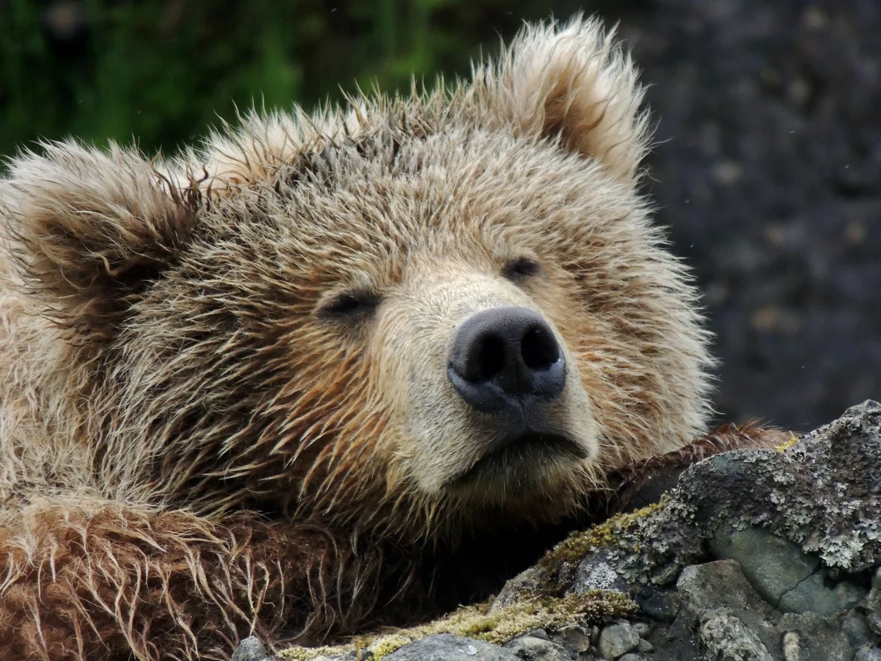 アメリカ(アラスカ州):眠っているクマを起こしてはいけない