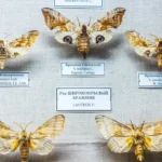 生物の面白い学名32選｜ダース・ベイダー・ハリポタ・ビヨンセにちなんだ種まとめ