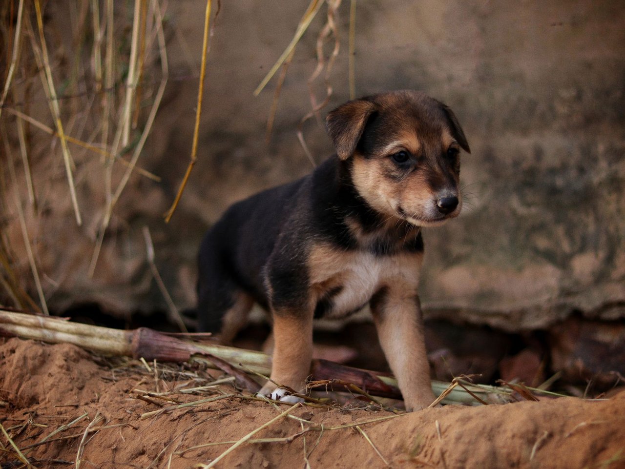 ジュール・リメ杯を発見したのは一匹の犬だった