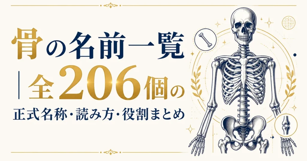 骨の名前一覧｜全206個の正式名称・読み方・役割まとめ