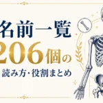骨の名前一覧｜全206個の正式名称・読み方・役割まとめ