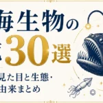 深海生物の一覧30選｜奇妙な見た目と生態・名前の由来まとめ