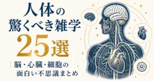 人体の驚くべき雑学25選｜脳・心臓・細胞の面白い不思議まとめ