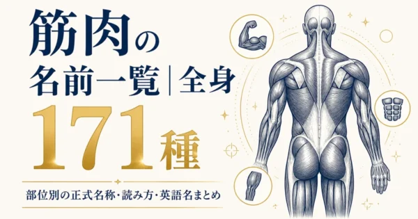 筋肉の名前一覧｜全身171種 部位別の正式名称・読み方・英語名まとめ