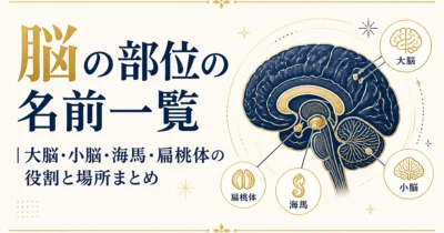 脳の部位の名前一覧｜大脳・小脳・海馬・扁桃体の役割と場所まとめ