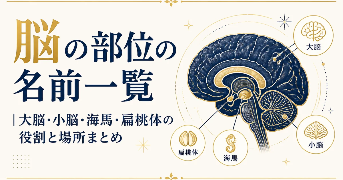 脳の部位の名前一覧|大脳・小脳・海馬・扁桃体の役割と場所まとめ