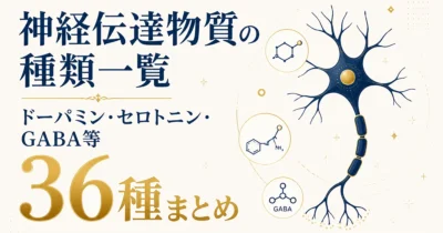 神経伝達物質の種類一覧｜ドーパミン・セロトニン・GABA等36種まとめ