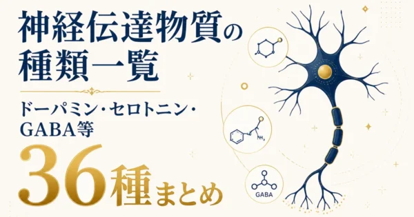神経伝達物質の種類一覧｜ドーパミン・セロトニン・GABA等36種まとめ