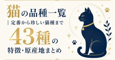 猫の品種一覧｜定番から珍しい猫種まで43種の特徴・原産地まとめ