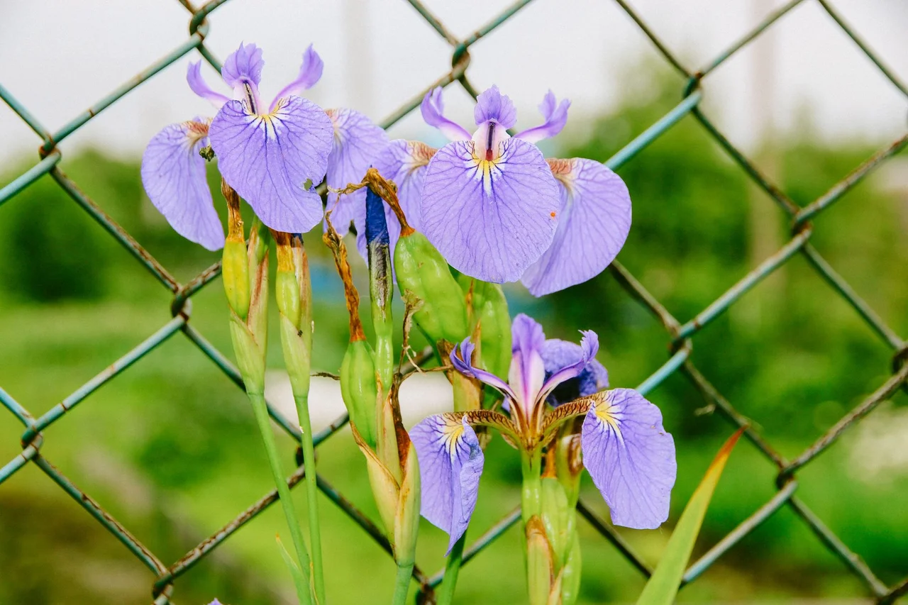 燕子花(かきつばた)とは