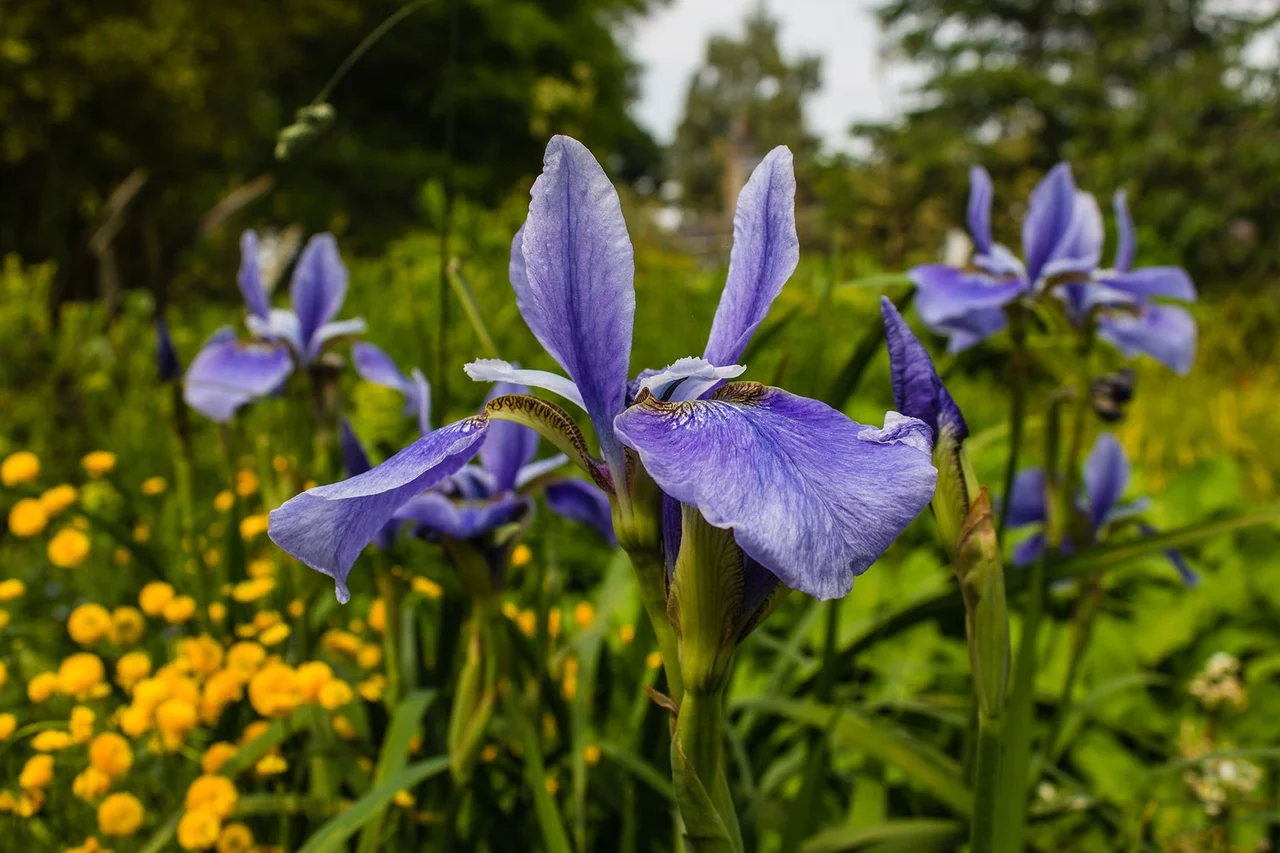 「いずれアヤメかカキツバタ」— 三つの花の見分け方