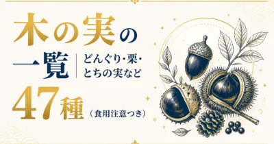 木の実の一覧｜どんぐり・栗・とちの実など47種（食用注意つき）