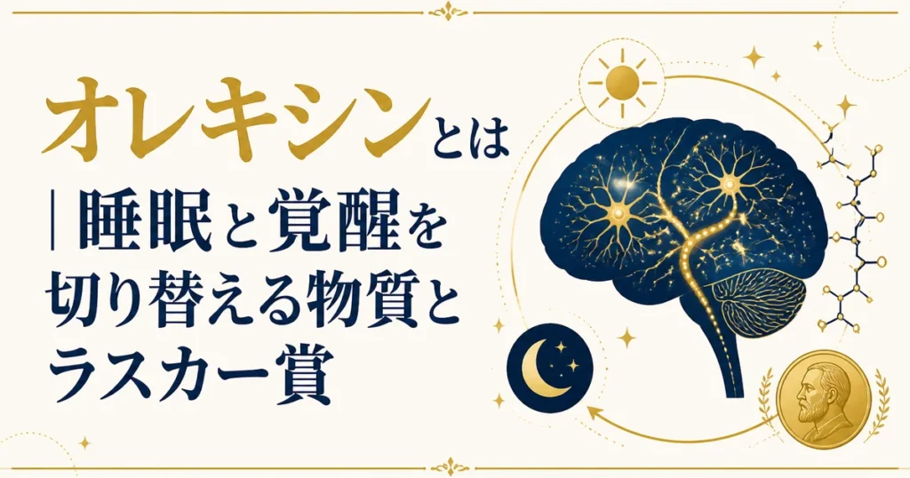 オレキシンとは｜睡眠と覚醒を切り替える物質とラスカー賞
