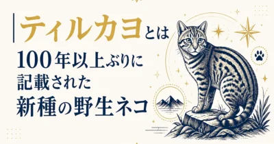 ティルカヨとは｜100年以上ぶりに記載された新種の野生ネコ