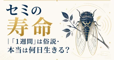 セミの寿命｜「1週間」は俗説・本当は何日生きる？
