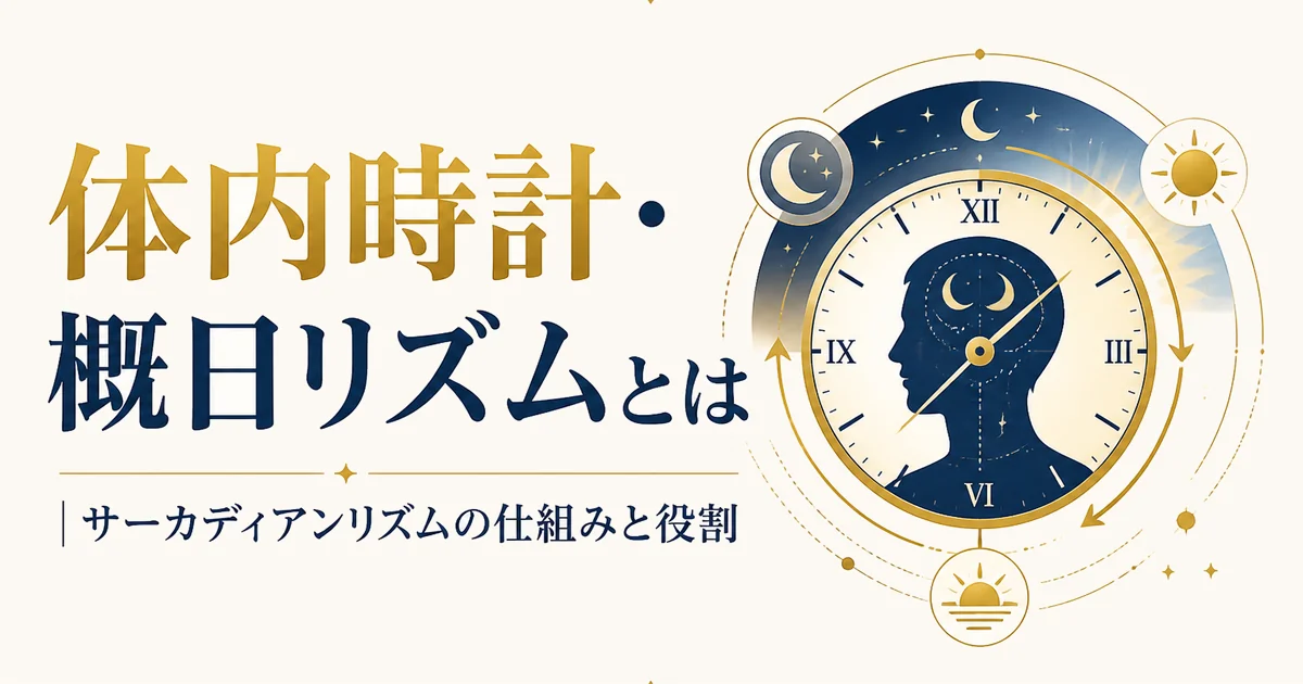 体内時計・概日リズムとは|サーカディアンリズムの仕組みと役割