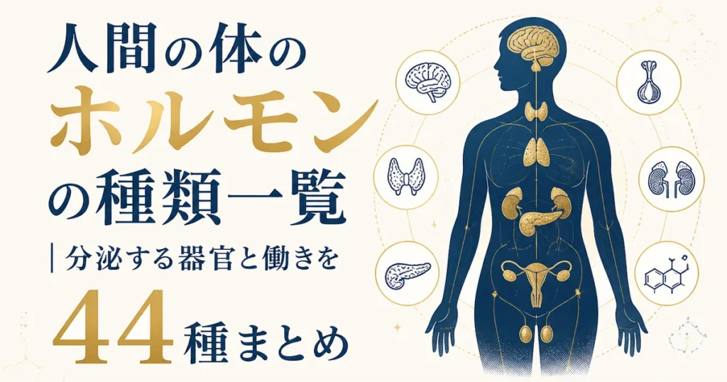 人間の体のホルモンの種類一覧｜分泌する器官と働きを44種まとめ