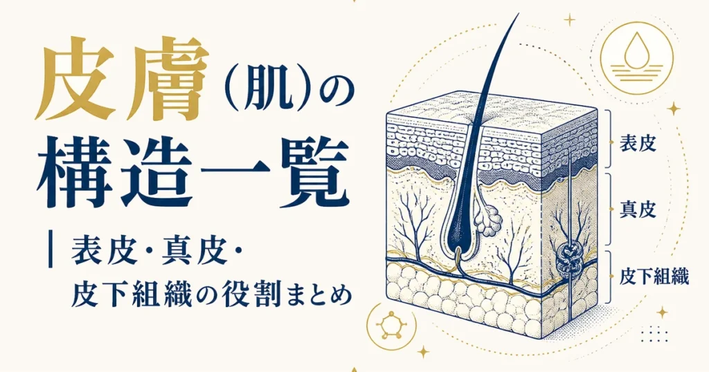 皮膚（肌）の構造一覧｜表皮・真皮・皮下組織の役割まとめ