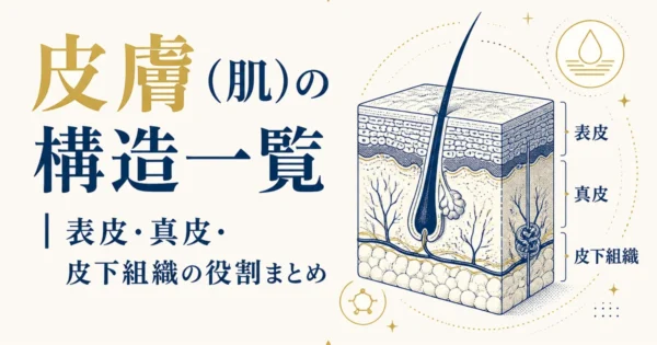 皮膚（肌）の構造一覧｜表皮・真皮・皮下組織の役割まとめ